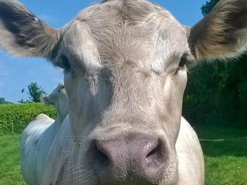 Battens Farm Cottages B&B Yatton Keynell Luaran gambar