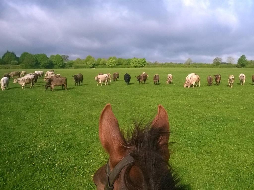 Battens Farm Cottages B&B Yatton Keynell Luaran gambar